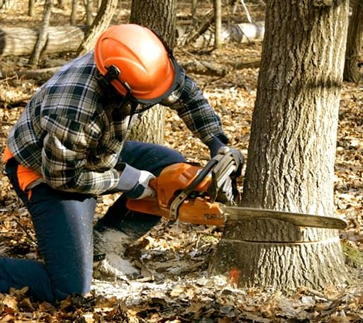 Tree Removal in Brimley, MI